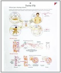 human skin model